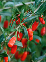Lycium barbarum 'Little Goji', Gojibeere 'Little Goji' im Onlineshop der Bohlken Baumschulen