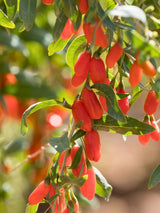 Lycium chinense 'Instant Success', Gojibeere 'Instant Success' im Onlineshop der Bohlken Baumschulen