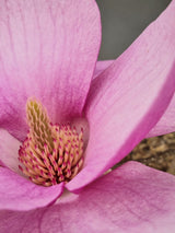 Magnolia 'Cleopatra'®, Magnolie 'Cleopatra'® im Onlineshop der Bohlken Baumschulen