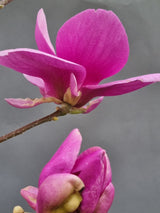 Magnolia 'Cleopatra'®, Magnolie 'Cleopatra'® im Onlineshop der Bohlken Baumschulen