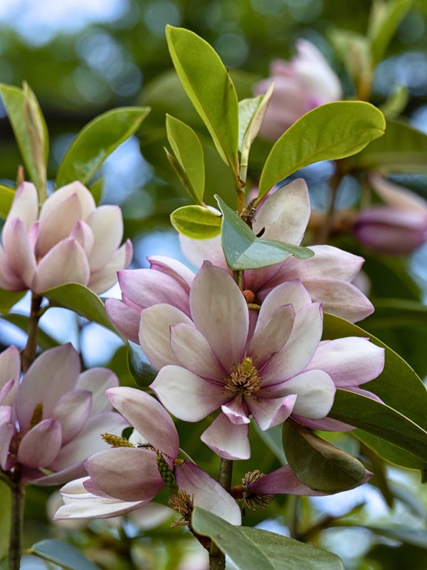 Magnolia 'Fairy Magnolia® Blush' | Duft-Magnolie 'Fairy Magnolia Blush'® im Onlineshop der Bohlken Baumschulen