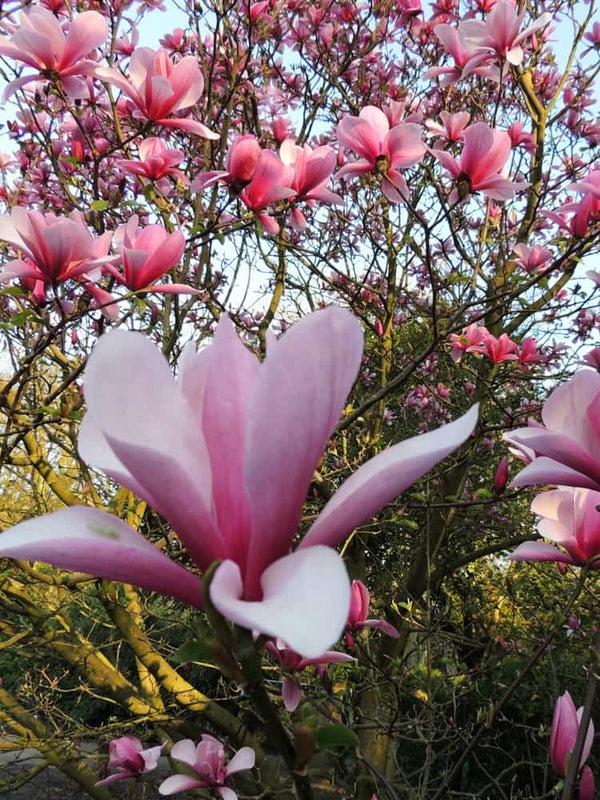 Magnolia 'Galaxy', Magnolie 'Galaxy' im Onlineshop der Bohlken Baumschulen