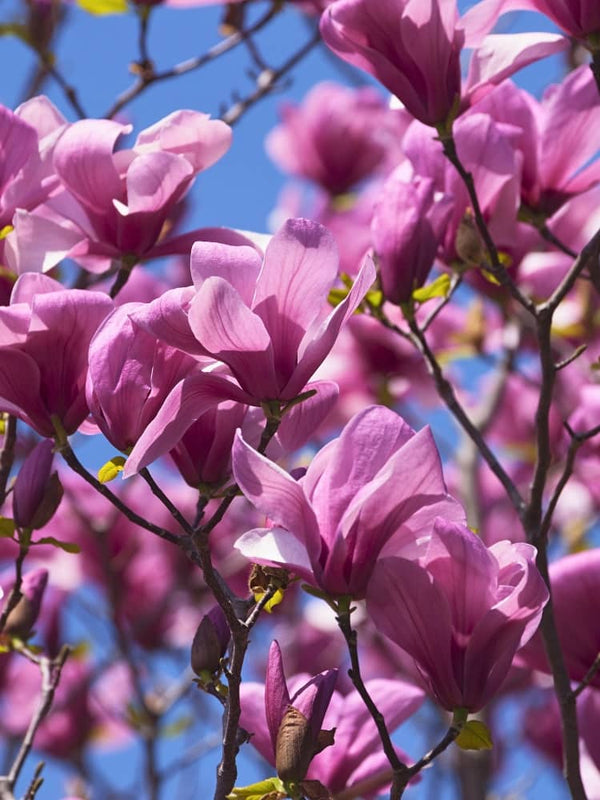 Magnolia 'Galaxy', Magnolie 'Galaxy' im Onlineshop der Bohlken Baumschulen