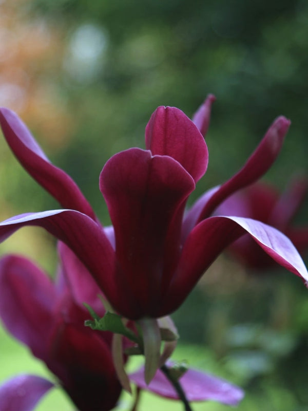 Magnolia brooklynensis 'Black Beauty' ®, Magnolie 'Black Beauty' ® im Onlineshop der Bohlken Baumschulen