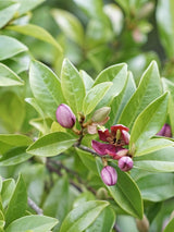 Magnolia figo 'Stellar Ruby', Michelia figo, Bananenstrauch Magnolie 'Stellar Ruby' im Onlineshop der Bohlken Baumschulen