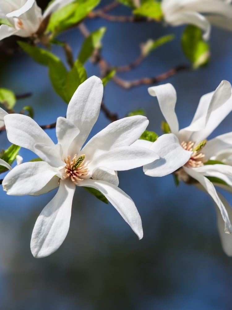 Jetzt Säulenmagnolie 'Isis' ® online kaufen bei Bohlken Pflanzenversand