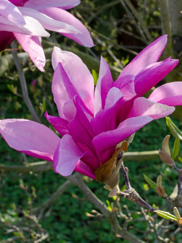 Magnolia liliiflora 'Betty', Purpurmagnolie 'Betty' im Onlineshop der Bohlken Baumschulen