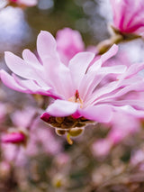 Magnolia loebneri 'Leonard Messel', Rosa Sternmagnolie 'Leonard Messel' im Onlineshop der Bohlken Baumschulen