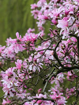 Magnolia loebneri 'Leonard Messel', Rosa Sternmagnolie 'Leonard Messel' im Onlineshop der Bohlken Baumschulen