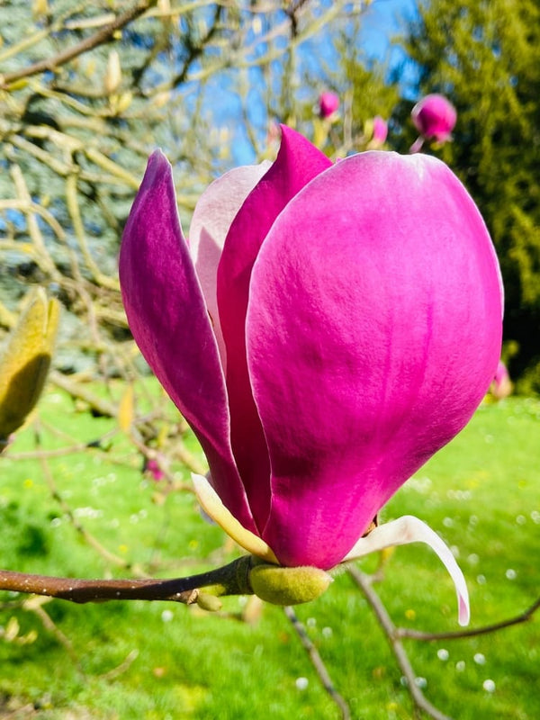 Magnolia soulangeana 'Big Pink', Tulpenmagnolie 'Big Pink' im Onlineshop der Bohlken Baumschulen