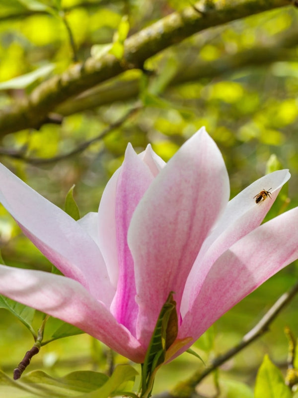 Magnolia soulangiana 'Heaven Scent', Magnolie 'Heaven Scent' im Onlineshop der Bohlken Baumschulen