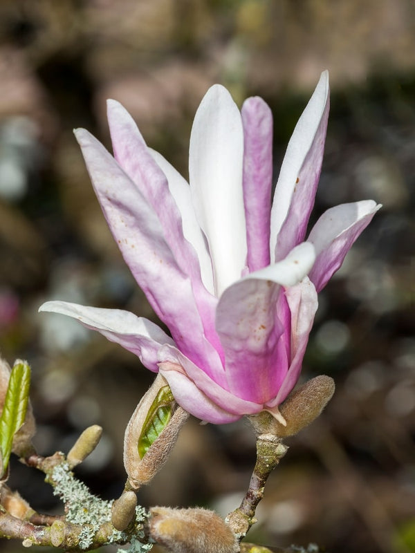 Magnolia stellata 'George Henry Kern', Sternmagnolie 'George Henry Kern' im Onlineshop der Bohlken Baumschulen