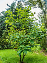 Magnolia tripetala | Schirmmagnolie im Onlineshop der Bohlken Baumschulen