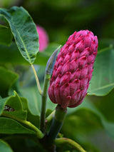 Magnolia tripetala | Schirmmagnolie im Onlineshop der Bohlken Baumschulen