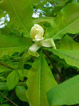 Magnolia tripetala | Schirmmagnolie im Onlineshop der Bohlken Baumschulen