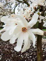 Magnolia x loebneri 'Merrill', Magnolie 'Merrill' im Onlineshop der Bohlken Baumschulen