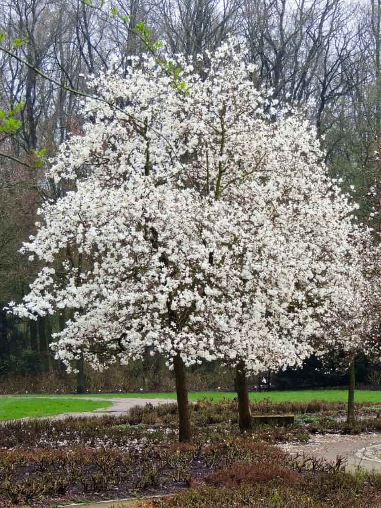 Magnolia x loebneri 'Merrill', Magnolie 'Merrill' im Onlineshop der Bohlken Baumschulen
