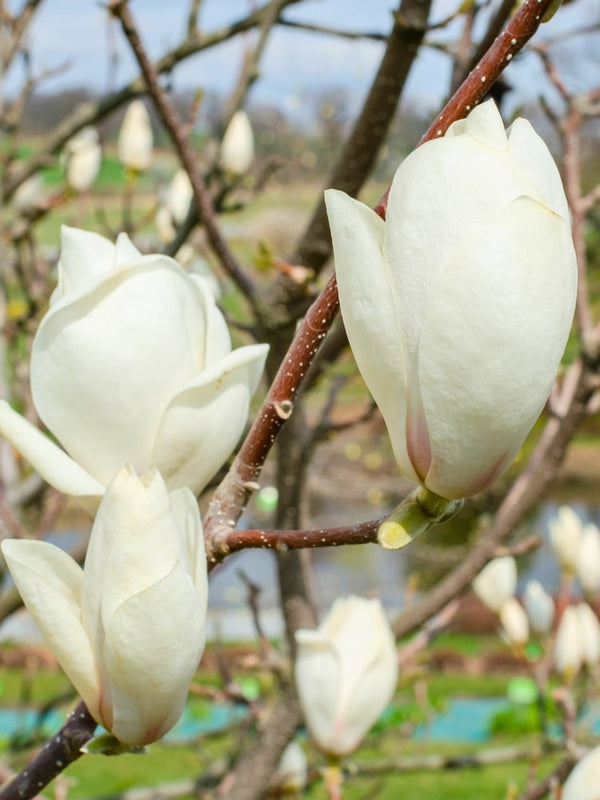  Magnolia x soulangiana 'Alba Superba', Tulpenmagnolie 'Alba Superba' im Onlineshop der Bohlken Baumschulen