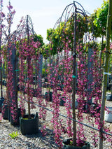 Zierapfel, Malus 'Royal Beauty' kaufen im Online-Sop der Bohlken Baumschulen