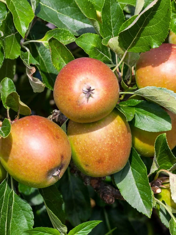 Malus domestica 'Goldparmäne', Apfel 'Goldparmäne' im Onlineshop der Bohlken Baumschulen