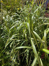 Chinaschilf 'Cosmopolitan', Miscanthus sinensis 'Cosmopolitan' im Onlineshop der Bohlken Baumschulen