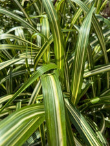 Chinaschilf 'Cosmopolitan', Miscanthus sinensis 'Cosmopolitan' im Onlineshop der Bohlken Baumschulen