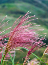 Chinaschilf 'Cosmopolitan', Miscanthus sinensis 'Cosmopolitan' im Onlineshop der Bohlken Baumschulen