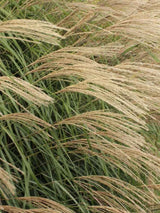 Miscanthus sinensis ‘Hermann Müssel’ | Chinaschilf im Onlineshop der Bohlken Baumschulen