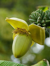 Musa basjoo, Japanische Faserbanane im Onlineshop der Bohlken Baumschulen