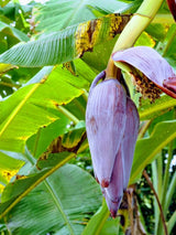 Musa basjoo, Japanische Faserbanane im Onlineshop der Bohlken Baumschulen