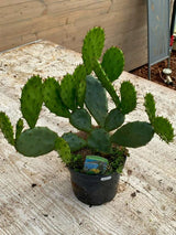 Niederliegender Feigenkaktus