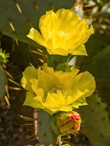 Niederliegender Feigenkaktus