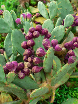 Niederliegender Feigenkaktus