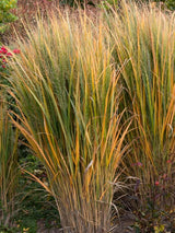 Bild von Rutenhirse, Zierhirse 'Northwind' im Onlineshop von Bohlken Pflanzenversand GbR