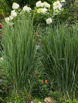 Bild von Rutenhirse, Zierhirse 'Northwind' im Onlineshop von Bohlken Pflanzenversand GbR