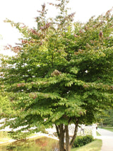 Eisenholzbaum 'Vanessa'