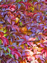 Parthenocissus henryana | Jungfernrebe | kaufen im Onlineshop der Bohlken Baumschulen