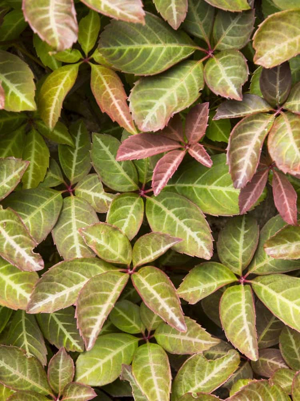 Parthenocissus henryana | Jungfernrebe | kaufen im Onlineshop der Bohlken Baumschulen