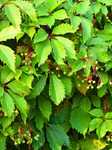Gewöhnliche Jungfernrebe | Wilder-Wein | Parthenocissus inserta im Onlineshop der Bohlken Baumschulen
