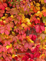 Gewöhnliche Jungfernrebe | Wilder-Wein | Parthenocissus inserta im Onlineshop der Bohlken Baumschulen