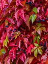 Selbstkletternde Jungfernrebe | Wilder-Wein | Parthenocissus quinquefolia im Onlineshop der Bohlken Baumschulen