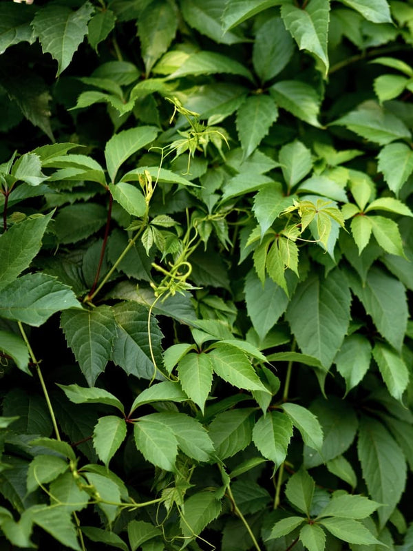 Parthenocissus quinquefolia 'Engelmannii' | Selbstklimmender Mauerwein 'Engelmannii' im Onlineshop der Bohlken Baumschulen