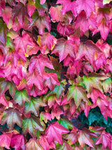 Parthenocissus quinquefolia 'Engelmannii' | Selbstklimmender Mauerwein 'Engelmannii' im Onlineshop der Bohlken Baumschulen