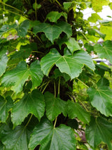 Parthenocissus tricuspidata 'Green Spring' | Dreilappige Jungfernrebe 'Green Spring' im Onlineshop der Bohlken Baumschulen