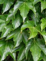Parthenocissus tricuspidata 'Veitchii Robusta' | Dreilappige Jungfernrebe 'Veitchii Robusta' im Onlineshop der Bohlken Baumschulen