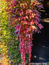 Parthenocissus tricuspidata 'Veitchii Robusta' | Dreilappige Jungfernrebe 'Veitchii Robusta' im Onlineshop der Bohlken Baumschulen