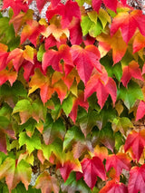 Parthenocissus tricuspidata 'Veitchii' | Dreilappige Jungfernrebe 'Veitchii' im Onlineshop der Bohlken Baumschulen