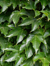 Parthenocissus tricuspidata 'Veitchii' | Dreilappige Jungfernrebe 'Veitchii' im Onlineshop der Bohlken Baumschulen