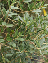 Schmalblättrige Steinlinde, Phillyrea angustifolia im Onlineshop der Bohlken Baumschulen