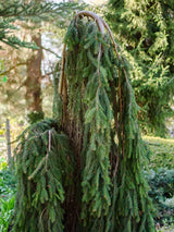 Picea abies 'Inversa', Trauer-Hängefichte 'Inversa' im Onlineshop der Bohlken Baumschulen